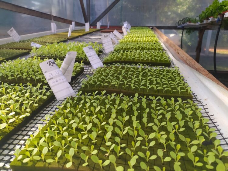 La historia de amor entre Ivana y Hugo dio frutos, pero su pequeña hija no nació de un repollo sino de una lechuga hidropónica