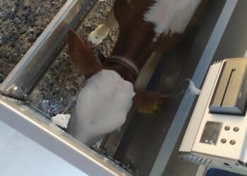 El tambo santafesino La Cabañita montó una moderna guachera donde hay robots que van suministrando la leche justa a los terneros