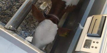 El tambo santafesino La Cabañita montó una moderna guachera donde hay robots que van suministrando la leche justa a los terneros