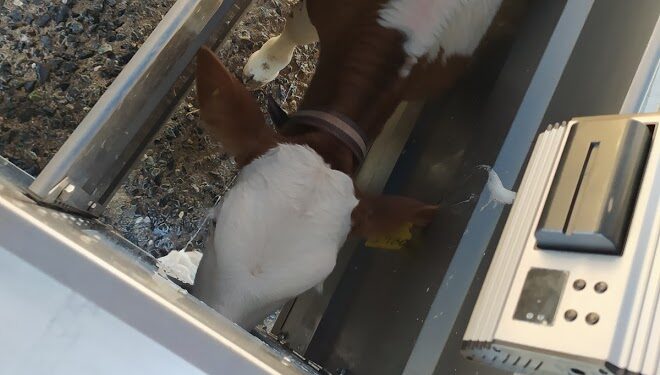 El tambo santafesino La Cabañita montó una moderna guachera donde hay robots que van suministrando la leche justa a los terneros