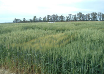 Se buscan trigos que tengan aguante para soportar la competencia de las malezas resistentes