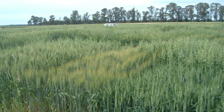 Se buscan trigos que tengan aguante para soportar la competencia de las malezas resistentes