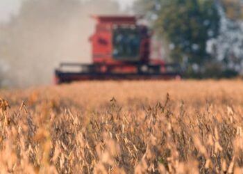 Córdoba año verde: En esa provincia, la soja permitió obtener esta campaña una rentabilidad promedio del 31%