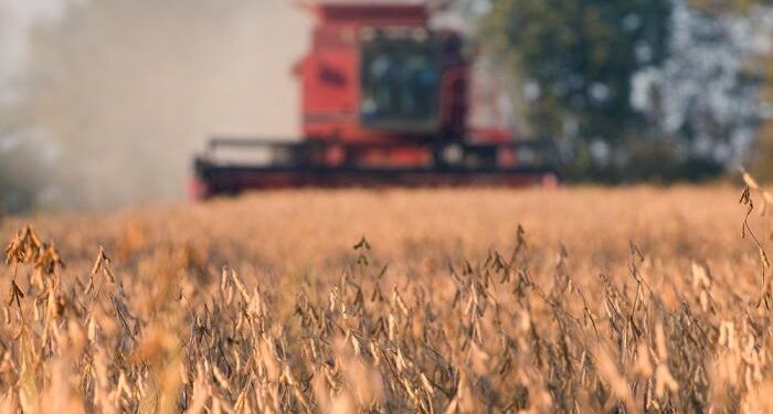 Córdoba año verde: En esa provincia, la soja permitió obtener esta campaña una rentabilidad promedio del 31%