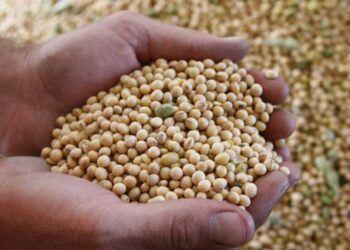 Córdoba año verde: En esa provincia, la soja permitió obtener esta campaña una rentabilidad promedio del 31%