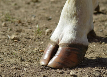 Con los tacones de punta: La mirada de las mujeres ganaderas sobre el cierre de las exportaciones de carne