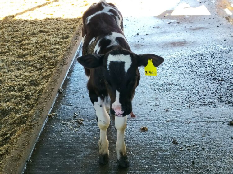 El tambo santafesino La Cabañita montó una moderna guachera donde hay robots que van suministrando la leche justa a los terneros