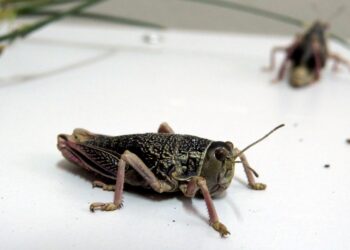 ¿Harina de langostas? Investigadores del INTA y el Conicet evaluaron la calidad nutricional de la tucura sapo