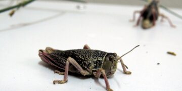 ¿Harina de langostas? Investigadores del INTA y el Conicet evaluaron la calidad nutricional de la tucura sapo