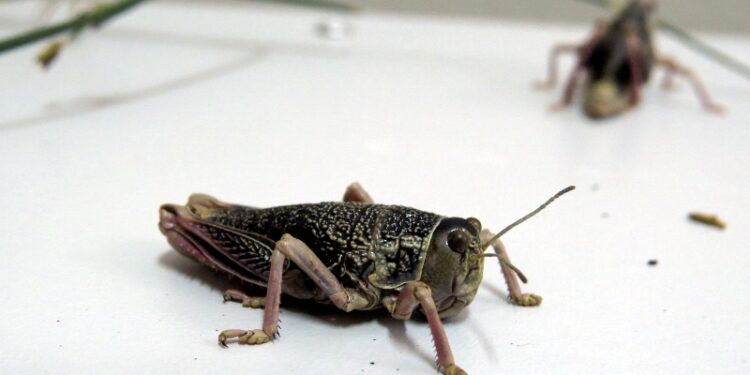 ¿Harina de langostas? Investigadores del INTA y el Conicet evaluaron la calidad nutricional de la tucura sapo