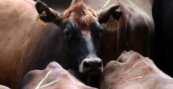 El cierre de las exportaciones de carne solo sirvió por ahora para abaratar un 20% los precios de la vaca vieja que se exportaba a China