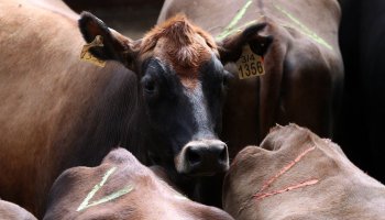 El cierre de las exportaciones de carne solo sirvió por ahora para abaratar un 20% los precios de la vaca vieja que se exportaba a China