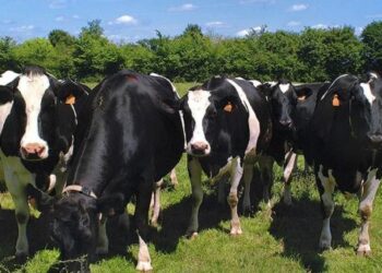 Nestlé invirtió 16,5 millones de dólares para lanzar la primera leche orgánica certificada de la Argentina