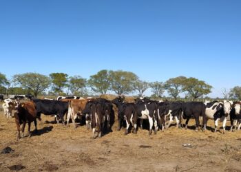 Otra innovación en La Cabañita: Las vacas Holando se van volviendo marrones por la “triple cruza” con Jersey y Montbeliarde