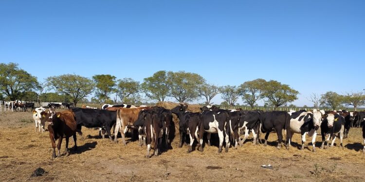 Otra innovación en La Cabañita: Las vacas Holando se van volviendo marrones por la “triple cruza” con Jersey y Montbeliarde