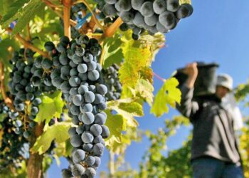 Autoelogio de la vitivinicultura: Una hectárea de vid multiplica por cinco los dólares que aporta una hectárea de soja