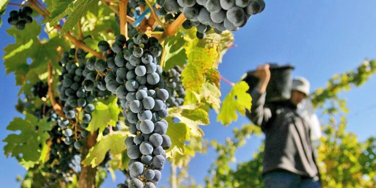 Autoelogio de la vitivinicultura: Una hectárea de vid multiplica por cinco los dólares que aporta una hectárea de soja