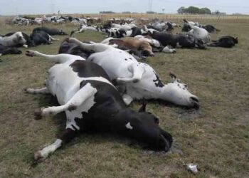 Aunque la vacuna anticarbunclosa es una de las más económicas, no todos los ganaderos cumplen con su aplicación obligatoria