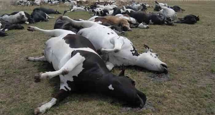 Aunque la vacuna anticarbunclosa es una de las más económicas, no todos los ganaderos cumplen con su aplicación obligatoria