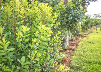 La economía yerbatera vive una incipiente profesionalización: Alberto volvió a la chacra familiar luego de estudiar agronomía en Corrientes
