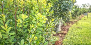 La economía yerbatera vive una incipiente profesionalización: Alberto volvió a la chacra familiar luego de estudiar agronomía en Corrientes