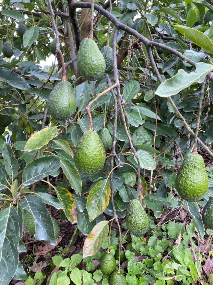 Palta en Tucumán: Georgina Manson explica que para hacer buenos negocios es necesario estar muy atento a la competencia de mercadería importada