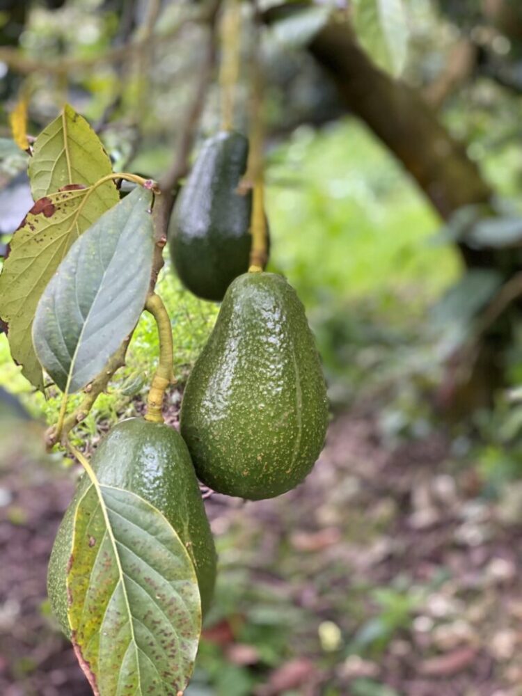 Palta en Tucumán: Georgina Manson explica que para hacer buenos negocios es necesario estar muy atento a la competencia de mercadería importada