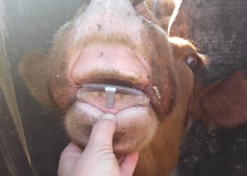 El dentista de bovinos: Javier Pralong desarrolla prótesis dentales que permiten estirar la vida útil de las vacas de descarte