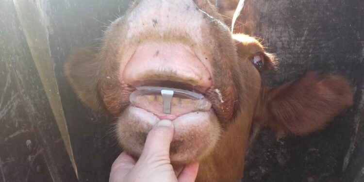 El dentista de bovinos: Javier Pralong desarrolla prótesis dentales que permiten estirar la vida útil de las vacas de descarte