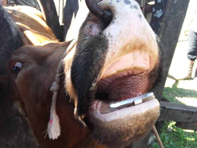 El dentista de bovinos: Javier Pralong desarrolla prótesis dentales que permiten estirar la vida útil de las vacas de descarte