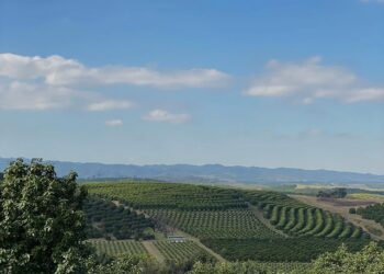 Palta en Tucumán: Georgina Manson explica que para hacer buenos negocios es necesario estar muy atento a la competencia de mercadería importada