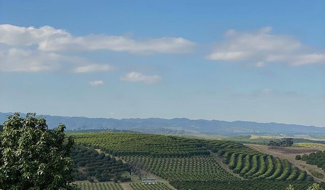 Palta en Tucumán: Georgina Manson explica que para hacer buenos negocios es necesario estar muy atento a la competencia de mercadería importada
