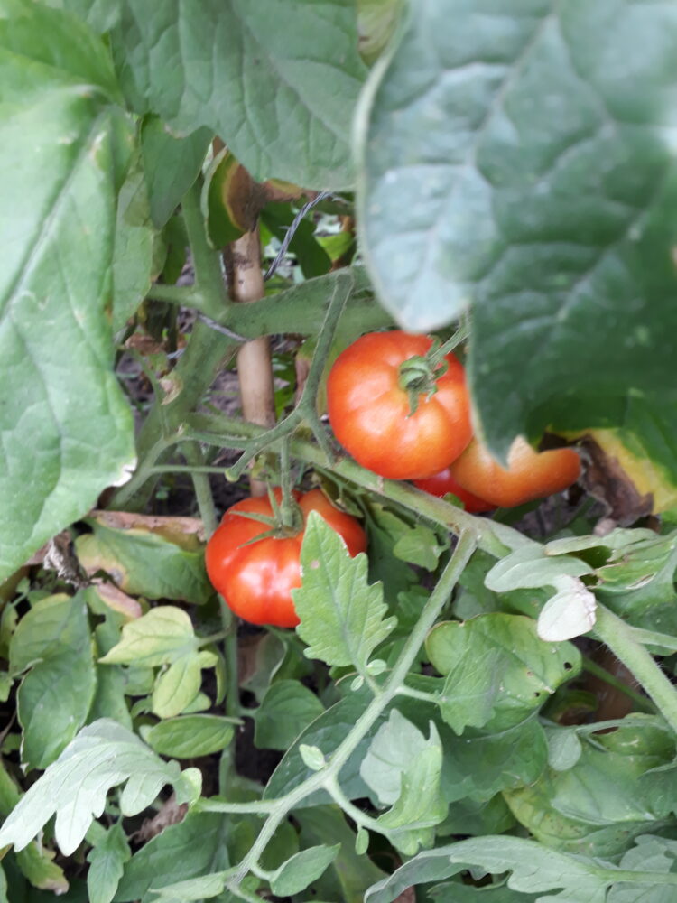 Puilquén, un emprendimiento modelo en turismo rural, sueña poder dejar atrás esta pandemia: “Justo cuando se estaba empezando a mover un poco, se cerró todo de nuevo”