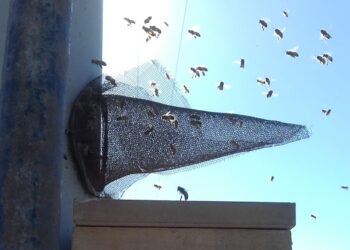 Atravesar los muros volando con las abejas: Internos del Penal 5 de Cipolletti aprenden sobre apicultura y hasta ganan concursos de miel