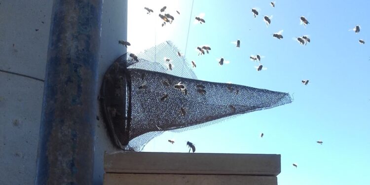 Atravesar los muros volando con las abejas: Internos del Penal 5 de Cipolletti aprenden sobre apicultura y hasta ganan concursos de miel