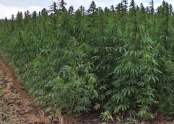 Elogio para Manuel Belgrano por haber traído el cáñamo al país: Tiene media sanción el proyecto de ley para impulsar los otros usos del cannabis