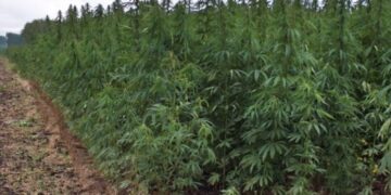 Elogio para Manuel Belgrano por haber traído el cáñamo al país: Tiene media sanción el proyecto de ley para impulsar los otros usos del cannabis