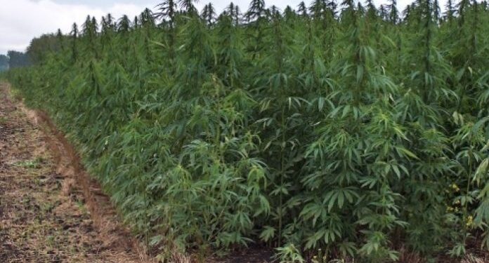 Elogio para Manuel Belgrano por haber traído el cáñamo al país: Tiene media sanción el proyecto de ley para impulsar los otros usos del cannabis