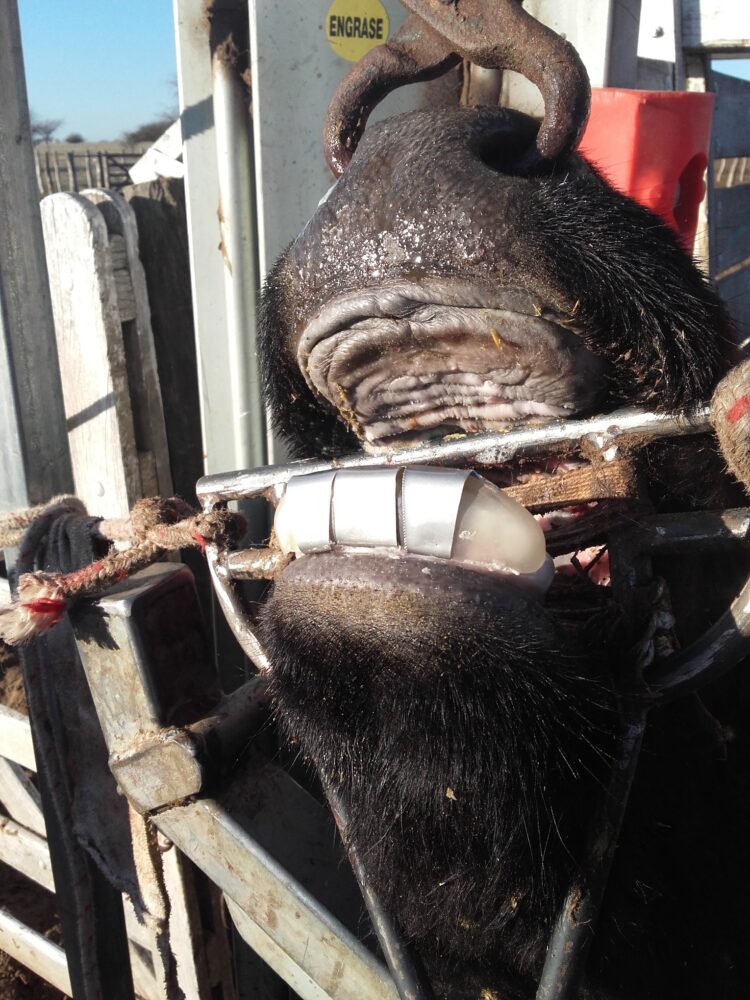 El dentista de bovinos: Javier Pralong desarrolla prótesis dentales que permiten estirar la vida útil de las vacas de descarte