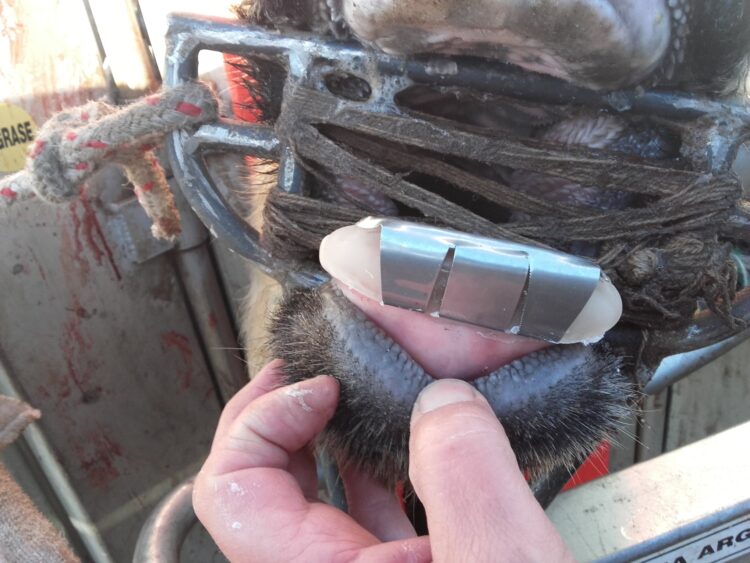 El dentista de bovinos: Javier Pralong desarrolla prótesis dentales que permiten estirar la vida útil de las vacas de descarte