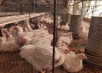 Créditos por 2000 millones de pesos: Premio consuelo para el sector avícola luego de haber roto el sueño de ser la carne preferida de los argentinos