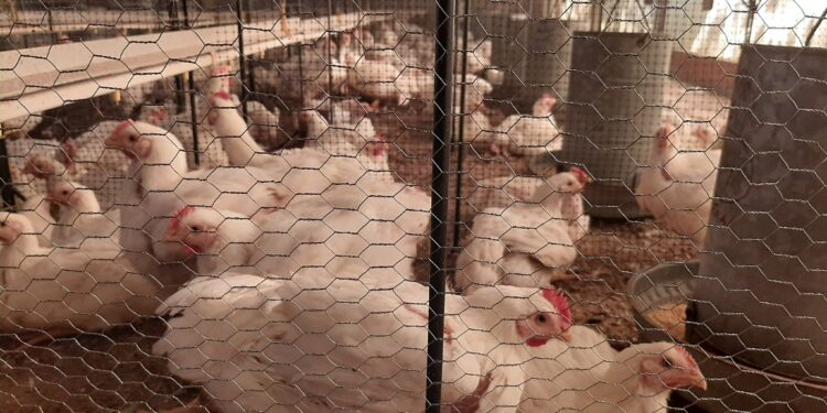 Créditos por 2000 millones de pesos: Premio consuelo para el sector avícola luego de haber roto el sueño de ser la carne preferida de los argentinos