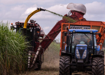 El grupo Budeguer desarrolló un equipo para cosechar y picar los “despuntes” de la caña de azúcar: Se logra así un alimento para el ganado o biomasa para las calderas