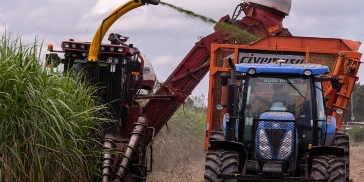 El grupo Budeguer desarrolló un equipo para cosechar y picar los “despuntes” de la caña de azúcar: Se logra así un alimento para el ganado o biomasa para las calderas