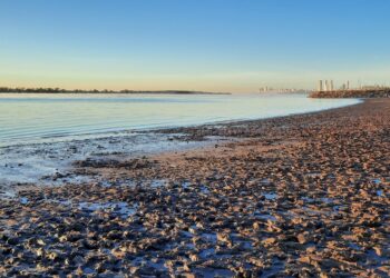 Este año es necesario “quemar los libros” para entender cómo funciona el mercado de maíz argentino