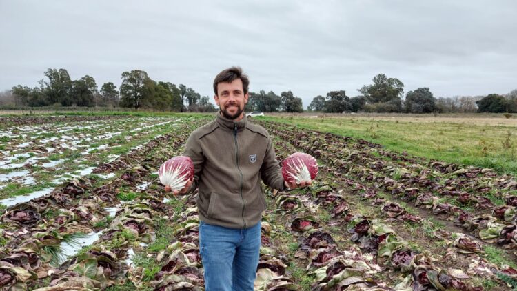 El radicchio es como una gran flor que se cierra: Luis Bastit decidió abrir su sueño de producirlo y hasta pudo exportarlo
