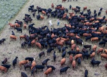¿Tus vacas se alimentan a pasto? Ahora vas a poder certificarlas