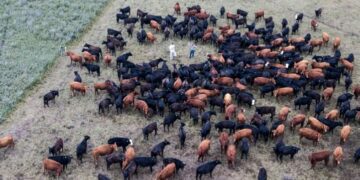 ¿Tus vacas se alimentan a pasto? Ahora vas a poder certificarlas