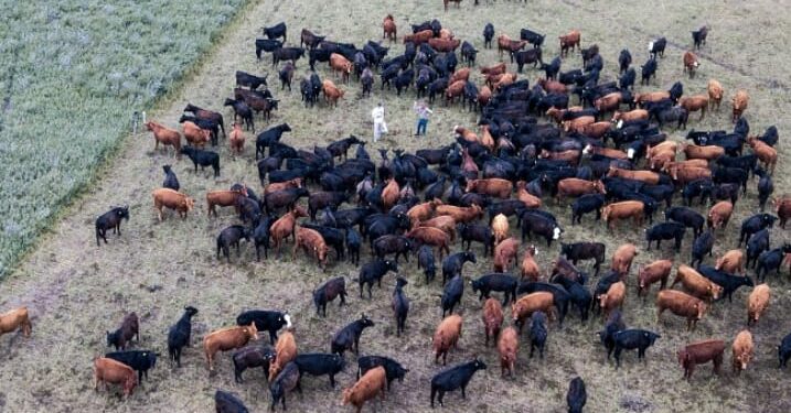 ¿Tus vacas se alimentan a pasto? Ahora vas a poder certificarlas