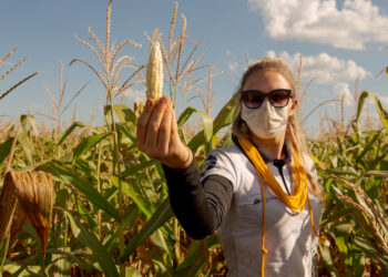 Conab ajustó la proyección de cosecha de maíz tardío en Brasil, pero sigue muy lejos de las estimaciones privadas